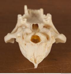 Photo References of Skull